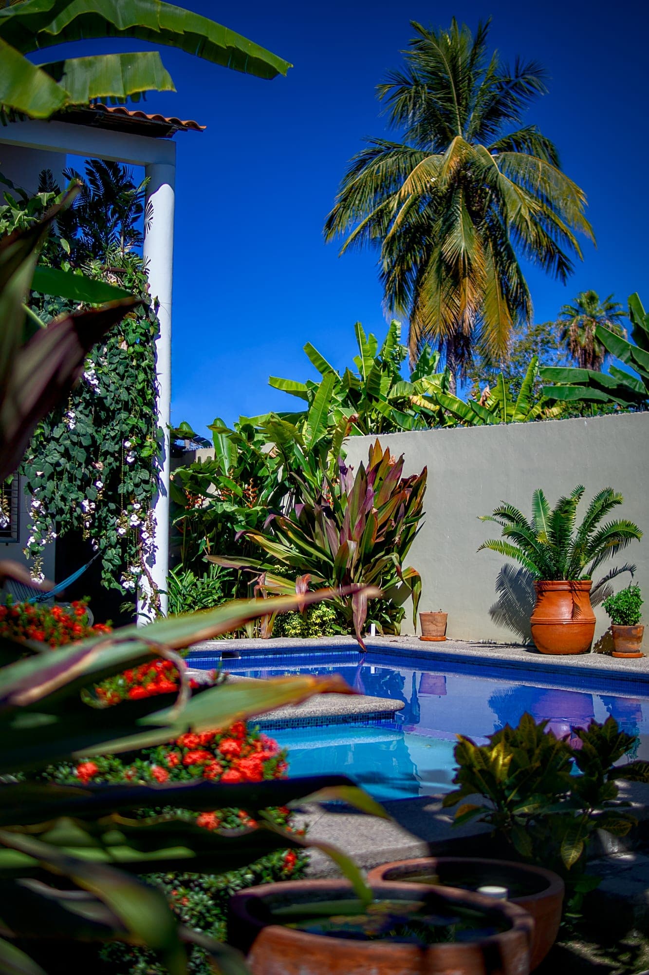 Rincón de la alberca con palmera y flores tropicales en Los Gallos